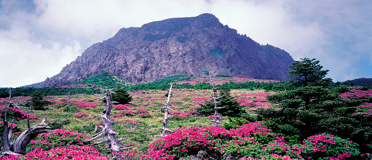 Romantischer Ausblick auf den Hallasan im Naturparadies Jeju. Berg Hallasan auf Jeju, Südkorea