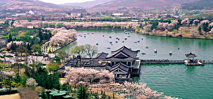 Im April ist der Pfad am Bomun-See gesäumt von blühenden rosaroten Kirschblüten. Bomun-Resort in Gyeongju