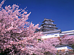 Kirschblüte bei der Himeji-Burg, Japan