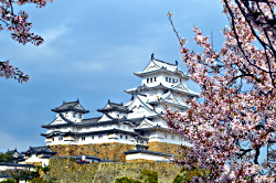Der weiße Reiher erhebt sich in einer Wolke aus rosa Blüten. Burg Himeji zur Kirschblüte in Japan