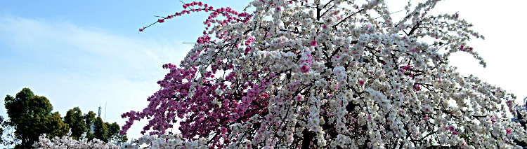 In Hiroshimas Parks und Gärten lassen sich besonders gut die Kirschblüten bewundern. Kirschblüten in Japan.